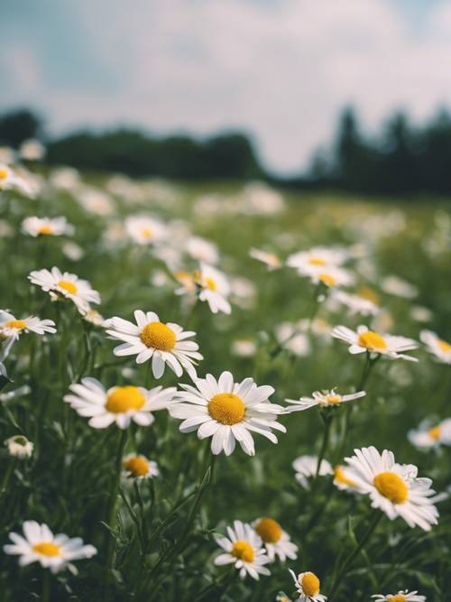 Daisy flowers blooming in a lush green field.
