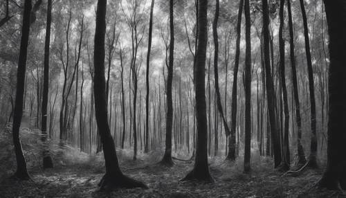 Una imagen abstracta en escala de grises de un bosque con formas y elementos de diseño poco ortodoxos.