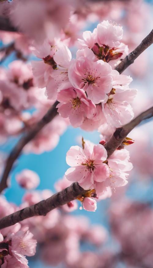 Un ciliegio in fiore avvolto da un&#39;incantevole aura rosa sotto un limpido cielo azzurro in primavera.