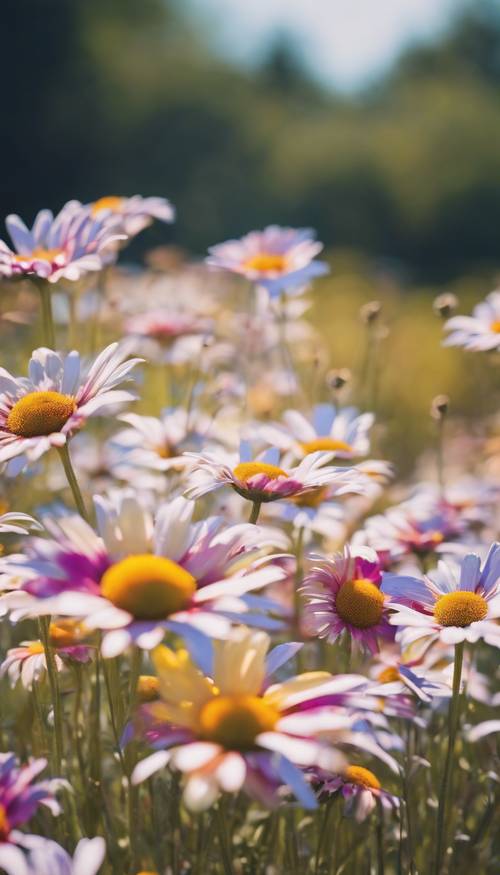 Colorful metallic daisies swaying in a summer breeze.