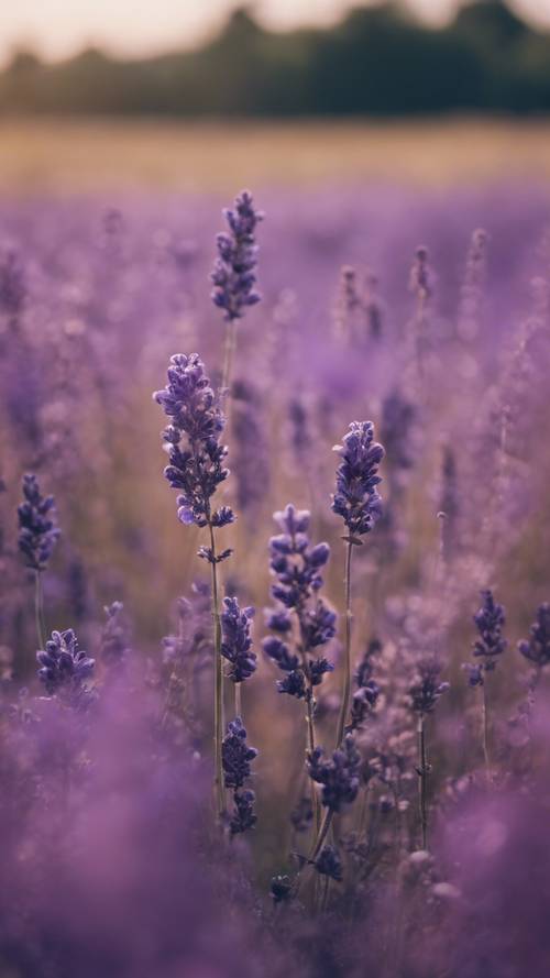 A thought-bubbling quote about curiosity, drifting in a luscious purple lavender field. Tapetai [bf8a8e73b77e4b4f9208]