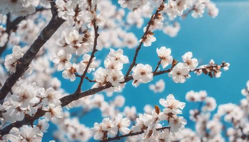 لوحة تجريدية لأزهار الكرز البيضاء مقابل سماء زرقاء نابضة بالحياة ومتناقضة.