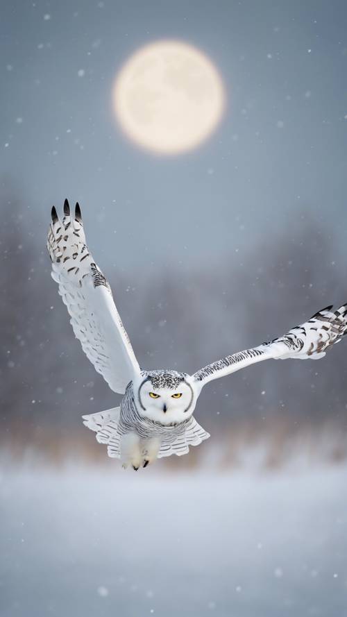A snowy owl in flight silhouetted against the backdrop of the white winter moon.",