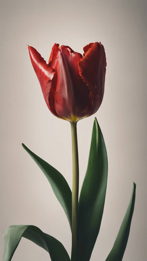 Một bông hoa tulip đỏ mở những cánh hoa, để lộ ra một vở kịch đầy kịch tính của ánh sáng và bóng tối bên trong.