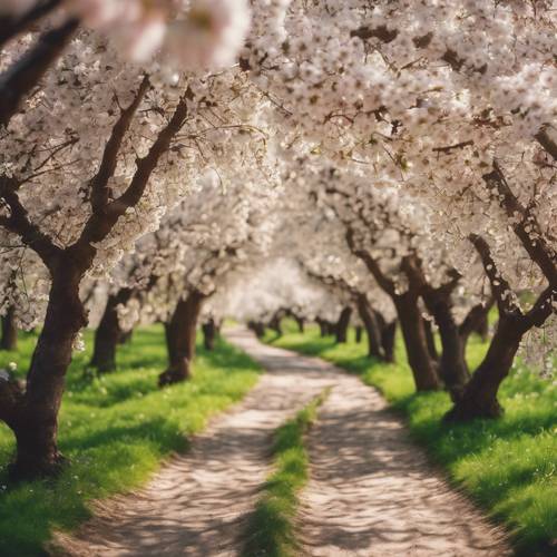 Długa, kręta ścieżka przez kwitnący sad wiśniowy wiosną.