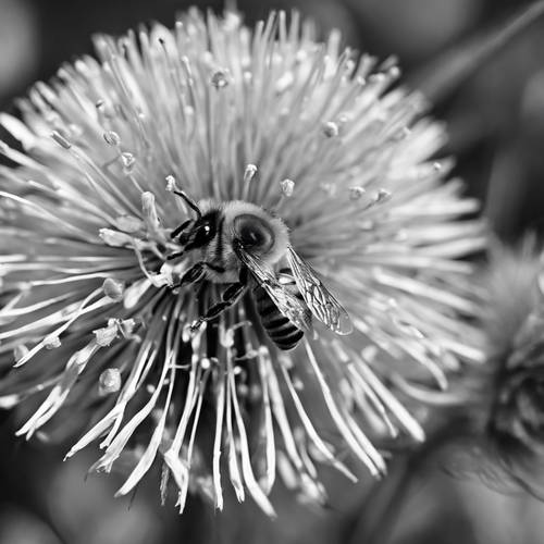 Uma imagem dramática em preto e branco de alto contraste de uma abelha coletando avidamente o néctar de um dente-de-leão em flor.