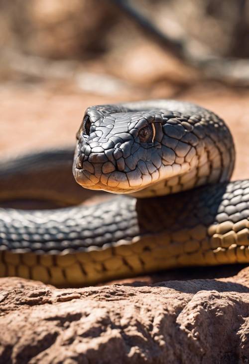 Une rencontre avec un taïpan mortel dans l&#39;outback australien, le corps recroquevillé et les yeux en alerte.