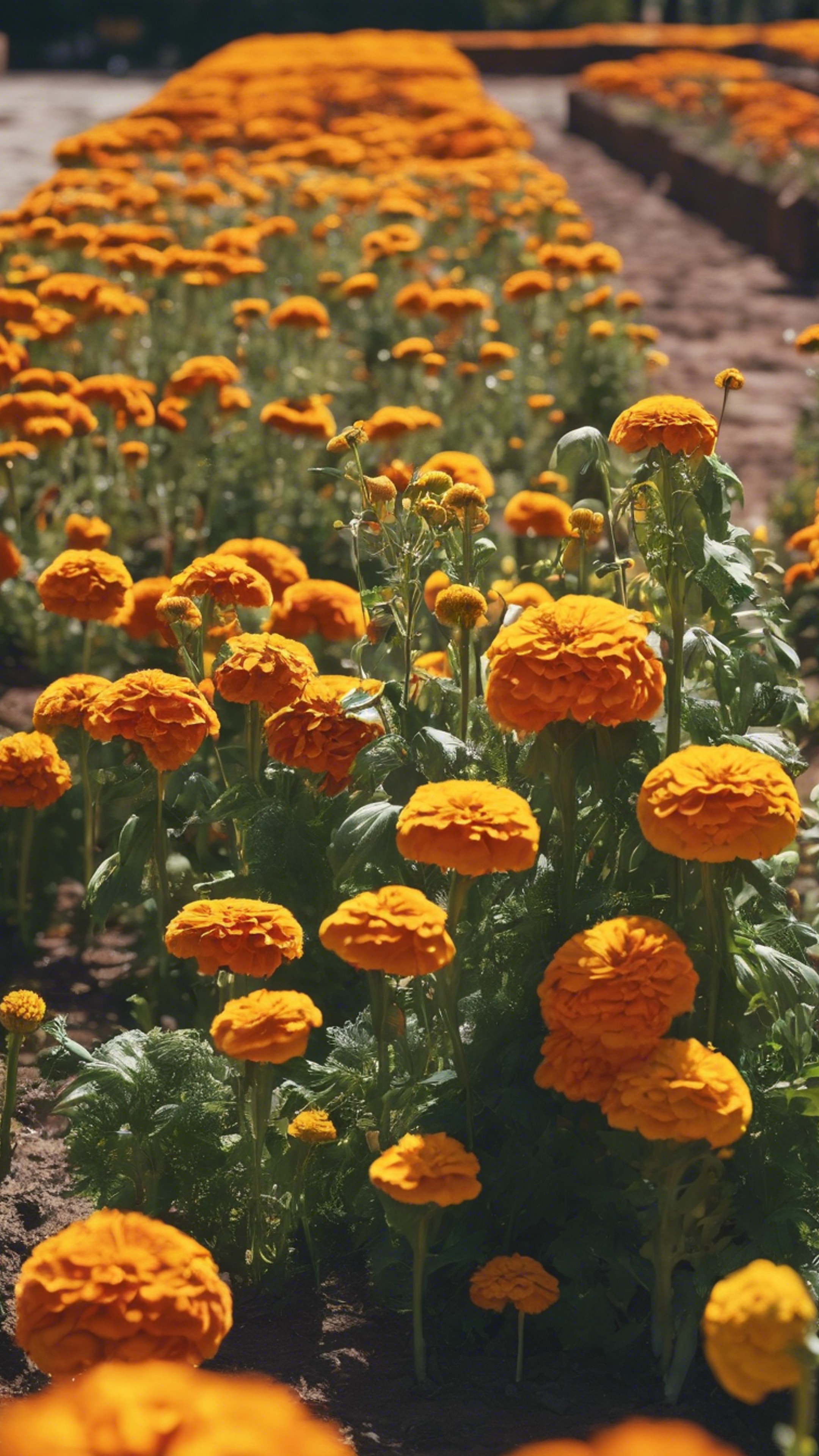 A neat vegetable garden framed by blooming marigolds.壁紙[1d533c38ca684e598445]