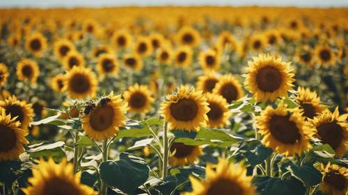 Um campo de girassóis amarelos brilhantes com a frase &quot;Mantenha seu rosto voltado para o sol&quot; pairando como uma abelha no ar.