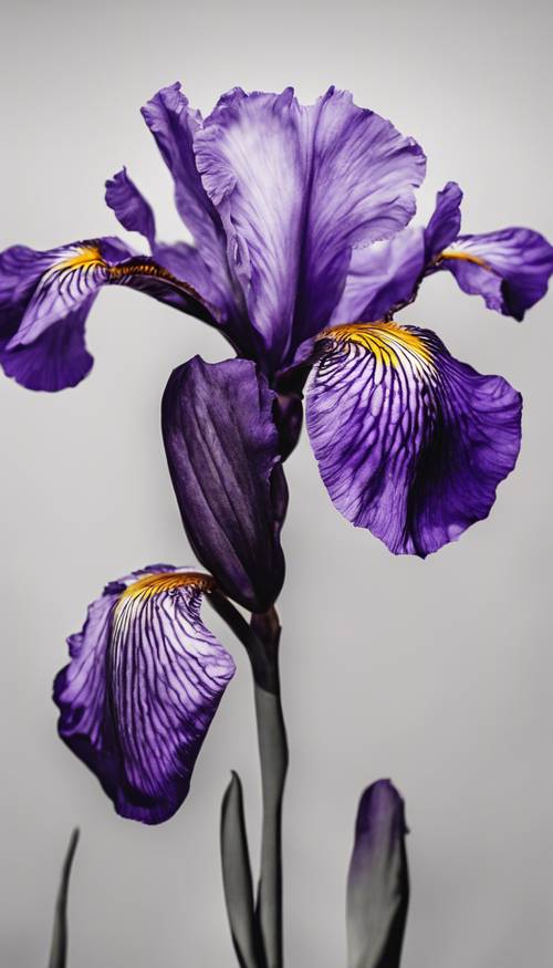 Ilustrasi detail bunga iris bernuansa ungu tua dengan latar belakang monokrom.