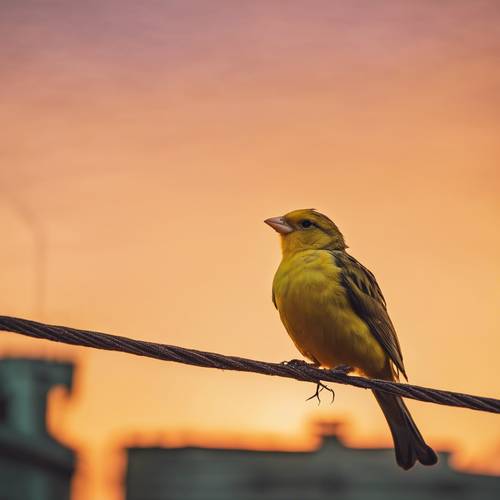Bild eines Kanarienvogels, der bei Sonnenuntergang einsam auf einem Telefonkabel sitzt.