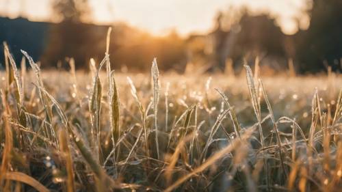 Una tranquilla mattina di settembre con la brina sull&#39;erba e un&#39;alba dorata