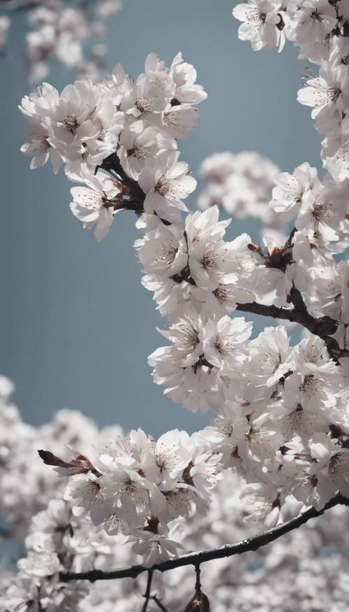 Gambar hitam putih bunga sakura pada puncak mekarnya di siang hari