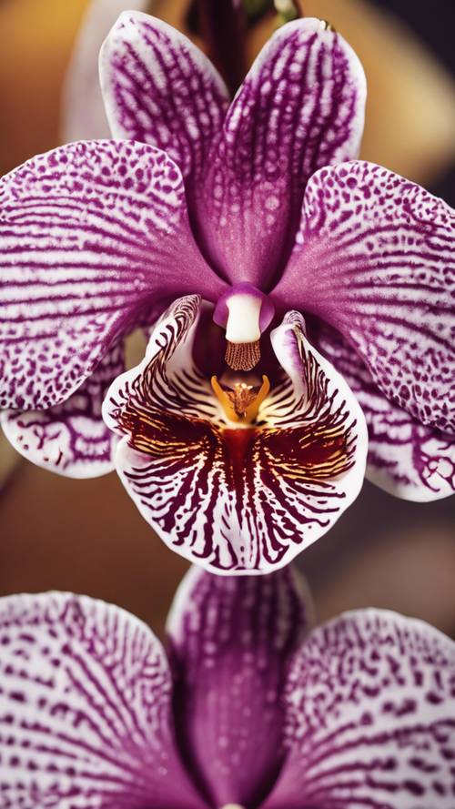 Modelli intricati sui petali di un&#39;orchidea esotica.