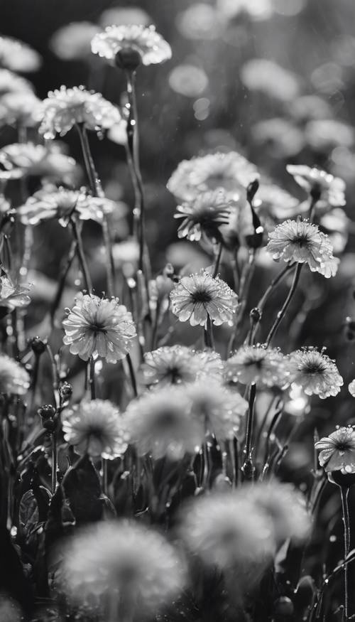 Gambar hitam-putih taman bunga yang dicium embun.