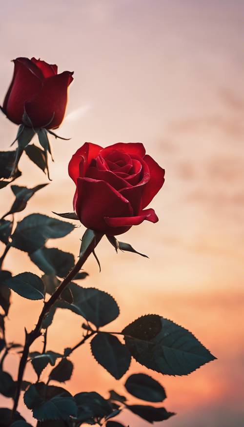 Uma rosa vermelha brilhante simbolizando o amor verdadeiro, mostrada em silhueta contra um pôr do sol.