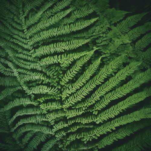 프랙탈 패턴과 풍부한 녹색 색상을 보여주는 열대 양치 식물의 오버헤드 샷입니다.