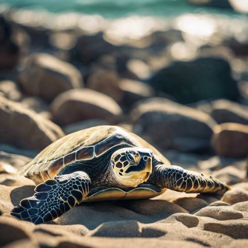 A green sea turtle basking under the sun on a rocky beach.
