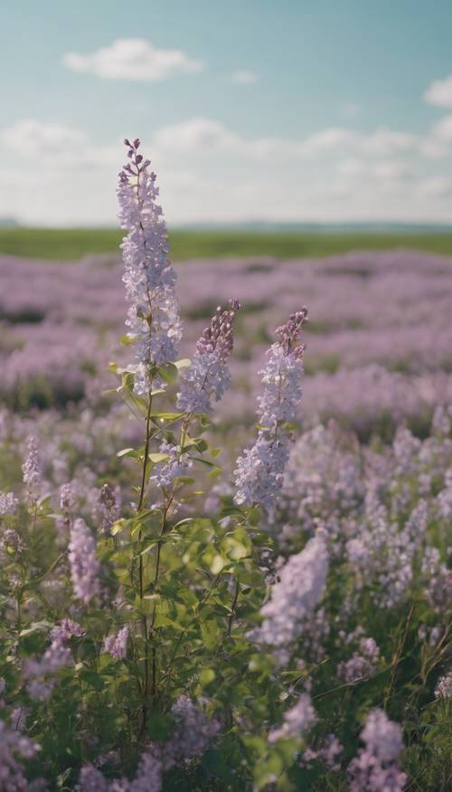 Una prateria calma e panoramica, disseminata di fiori lilla selvatici che sbocciano all&#39;inizio della primavera.