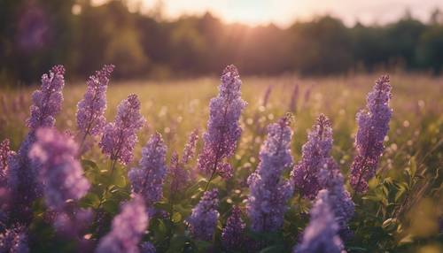 風に揺れる紫色のライラックが咲く牧草地の夕日景色