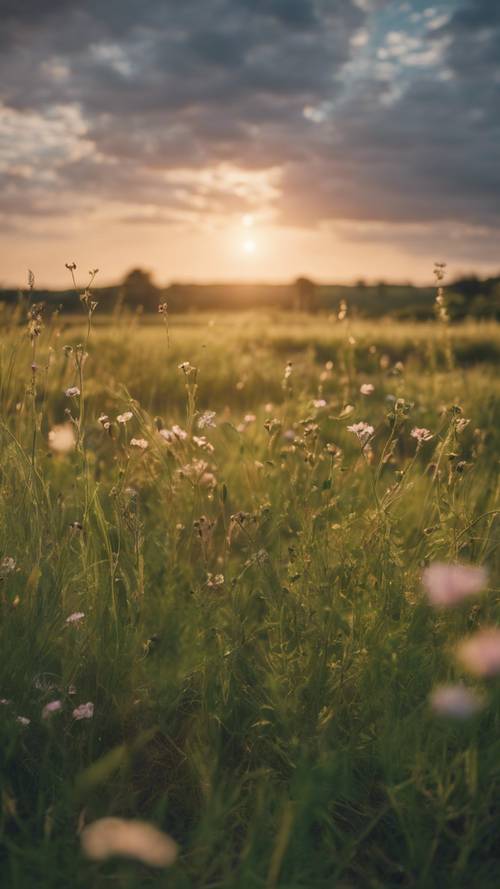 豊かな緑の牧草地に野の花が揺れる穏やかな夕日