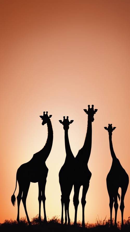 Un gruppo di giraffe che si stagliano contro un cielo arancione infuocato all&#39;alba.