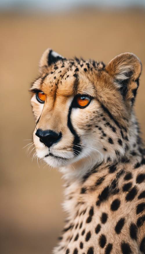 A close-up portrait of a cheetah, showing its vibrant, amber eyes.