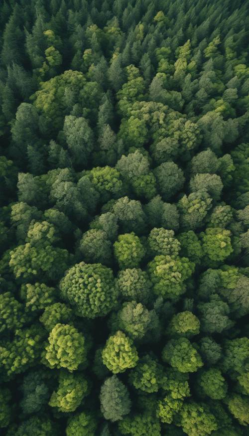 Pemandangan udara dari hutan Jepang yang belum tersentuh selama musim panas, dengan tanaman hijau subur.