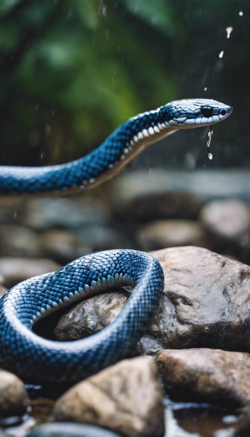 Una rara serpiente krait azul deslizándose sobre rocas mojadas junto a una cascada.