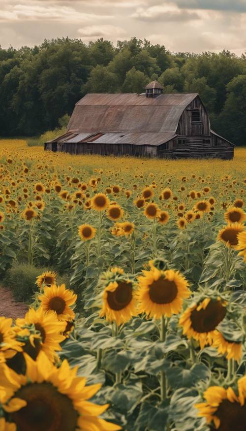 Sebuah rumah gudang tua bergaya pedesaan yang terletak di antara ladang bunga matahari cerah dan cerah yang sedang mekar penuh.