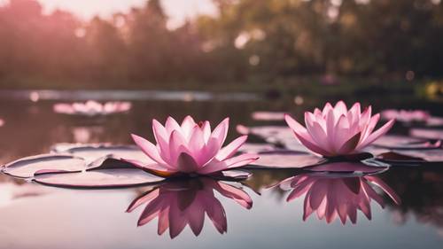 Un antico proverbio scritto con inchiostro nero su una serena ninfea rosa che galleggia su uno stagno.