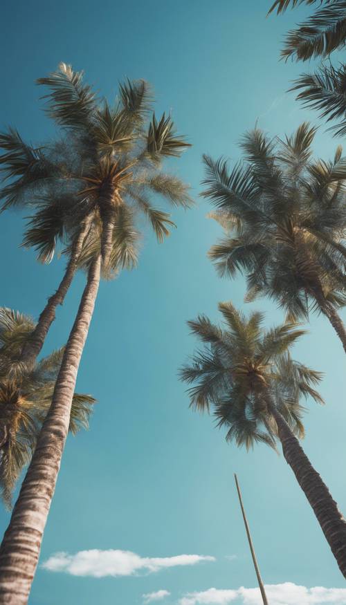 Grupa wysokich palm pod błękitnym letnim niebem.