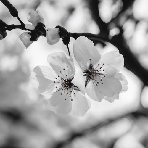 Vista cercana de un pétalo de flor de cerezo en blanco y negro