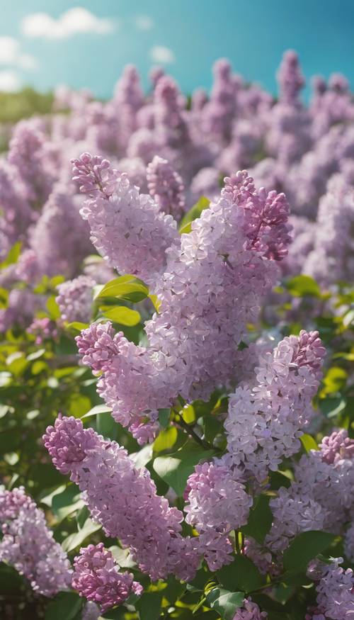 A field of blooming lilac flowers under a bright blue sky.