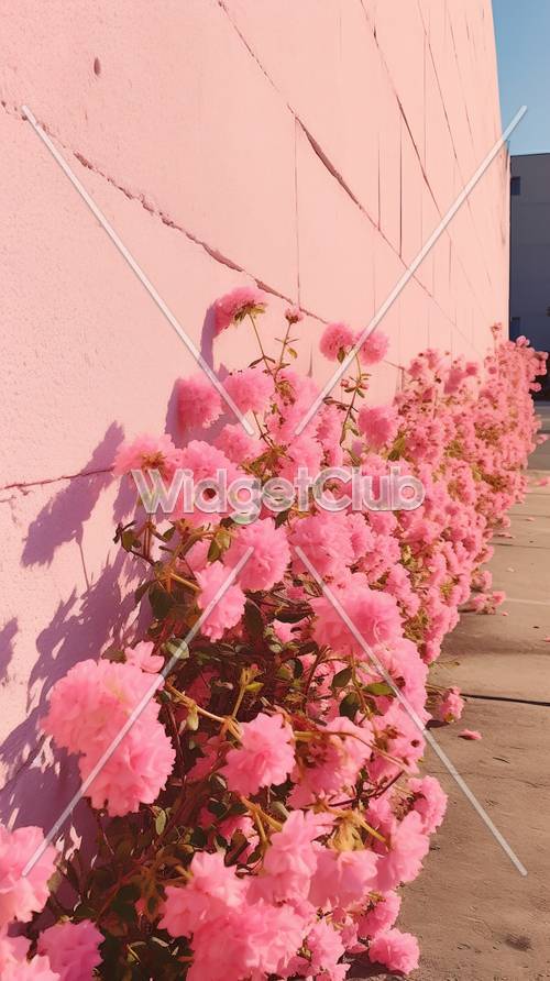 Flores cor de rosa desabrochando contra uma parede rosa
