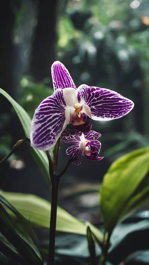 An orchid with rich, velvety black petals nestled in a verdant tropical rainforest.