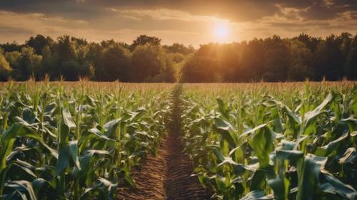 A calm September evening with the sun setting over a corn field ផ្ទាំង​រូបភាព [073f5e9e718740b2b840]