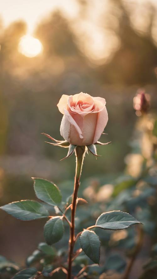 一朵精緻的復古玫瑰花蕾即將綻放，沐浴在柔和的夕陽下，花園背景模糊。