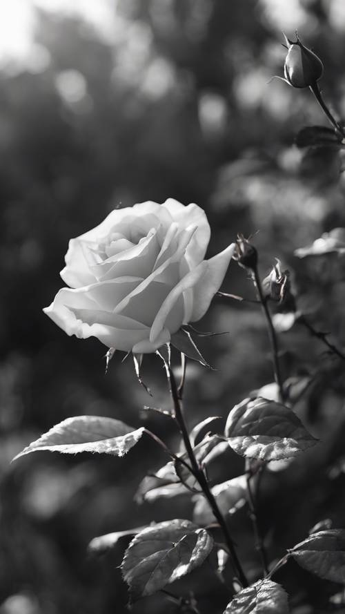 A freshly bloomed black and white rose bathed in morning sun.