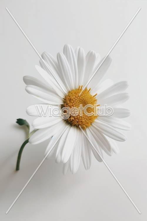 Flor Margarida Brilhante Em Fundo Branco