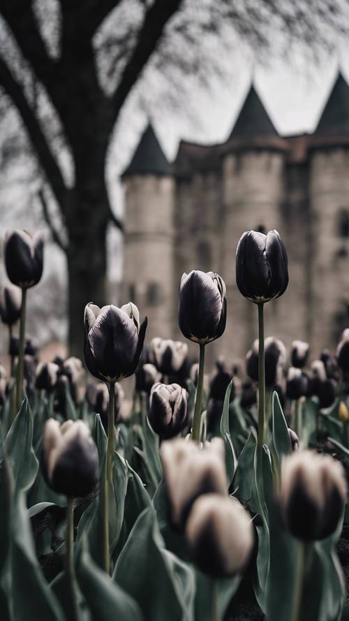Schwarze Tulpen vor der Kulisse einer düsteren Burgmauer.