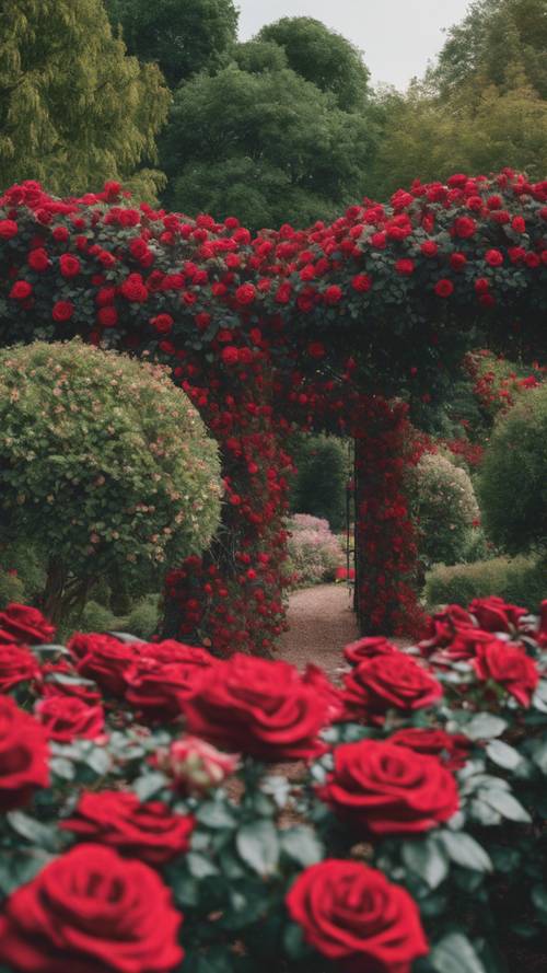 A sea of vibrant red rose bushes in a beautiful English garden during midday