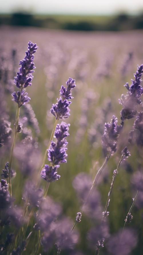 Un fragile ciuffo di lavanda viola che ondeggia sotto la dolce brezza in un vasto campo nella campagna francese.