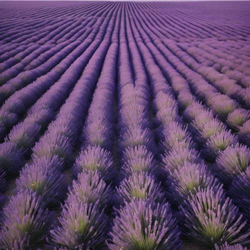 Pemandangan udara dari ladang lavender yang luas menampilkan ombre ungu alami dari variasi mekarnya.