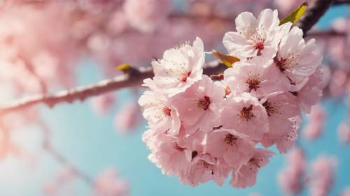 A cherry tree blossoming with beautiful pink flowers under a blue sky.