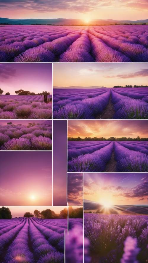 Eine wunderschöne Collage aus lila Lavendelfeldern unter einem Sonnenuntergangshimmel.