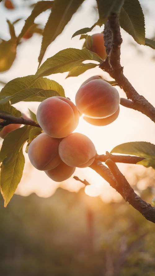 A mature peach on a tree branch, sunset in the background.