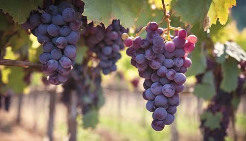 Alte violette Trauben hängen an einem Weinstock, bereit für die Weinherstellung in einem rustikalen Weinberg.