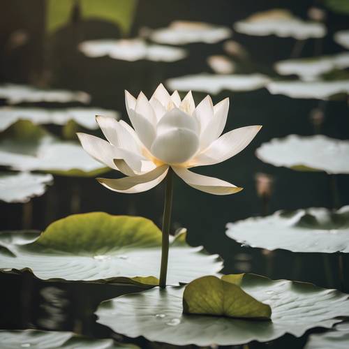 A botanical study of a white lotus flower floating in a tranquil pond.