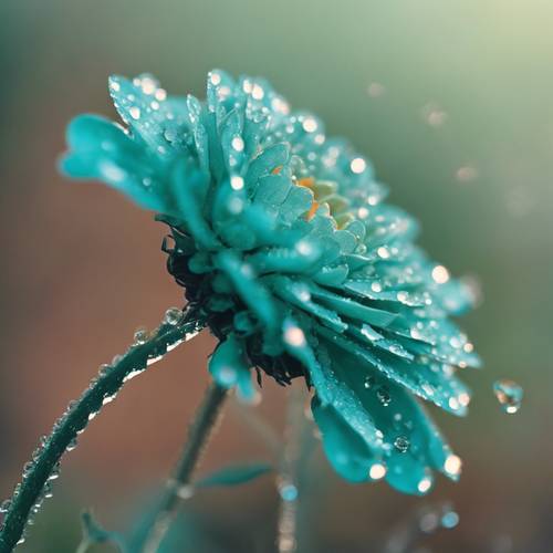 A close perspective of a cool teal colored marigold with morning dew drops.